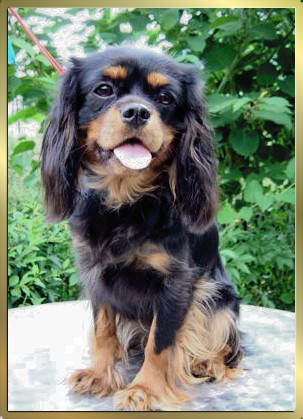 Black and Tan Huendin Black and Tan Huendin Early Dream's Xenia-Rose sitzt