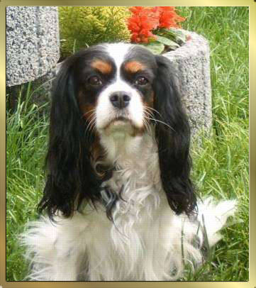 Tricolour Cavalier-King-Charles-Spaniel im Garten