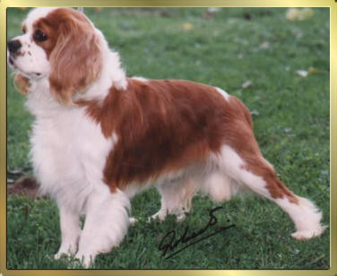 Blenheim Cavalier King Charles Spaniel Ruede Benji Beau, 1,5 Jahre alt