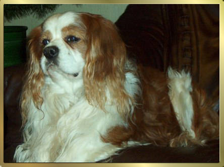 Blenheim Blenheim Cavalier King Charles Spaniel Ruede Benji Beau, 11,5 Jahre alt