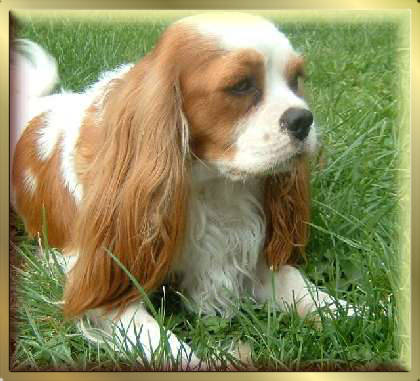 Blenheim Cavalier King Charles Spaniel Hündin