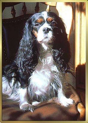 Tricolour Cavalier-King-Charles-Spaniel Maedchen Earlydream sitzt auf einem Lederstuhl in der Sonne