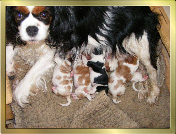 Cavalier King Charles Spaniel Tricolour und Blenheim puppies von Wonderful Eylar Rose und Chantismere Chieftain