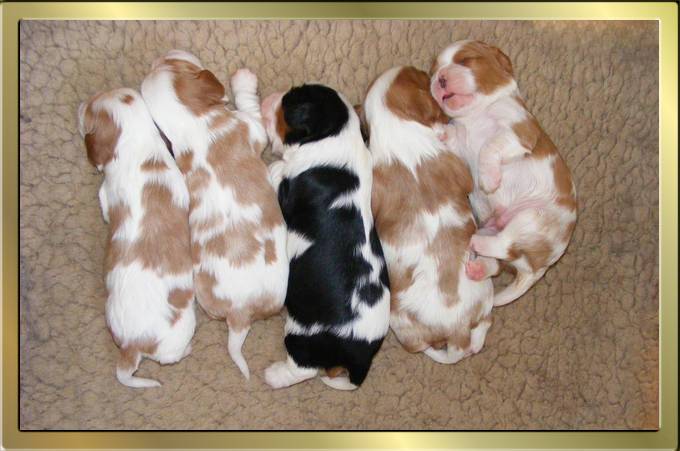 Cavalier King Charles Spaniel Tricolour und Blenheim puppies von Wonderful Eylar Rose und Chantismere Chieftain