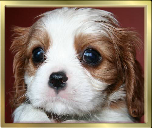 Blenheim Cavalier King Charles Spaniel Mädchen Kissy