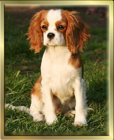 Cavalier King Charles Spaniel Hündin Lazycroft's Kissing A Fool sitzt im Garten