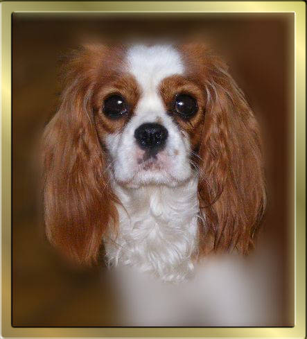 Blenheim Cavalier King Charles Spaniel Huendin Kissy