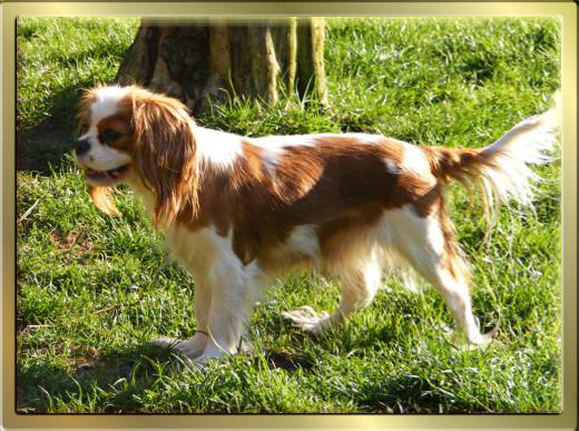 Blenheim Cavalier King Charles Spaniel Huendin Kissy