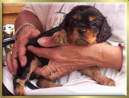 Black & Tan Cavalier King Charles Spaniel Hündin Early Dream's Xantra Justine Tochter von Sugarbaby