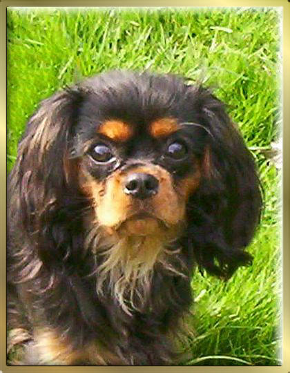 Black & Tan Cavalier King Charles Spaniel Hündin Early Dream's Xantra Justine Tochter von Sugarbaby