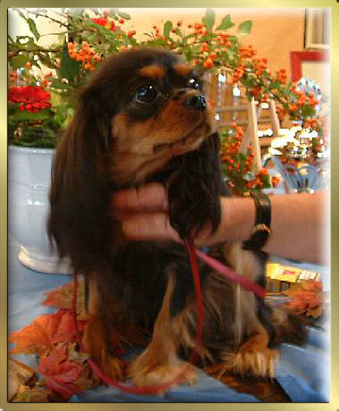 Black & Tan Cavalier King Charles Spaniel Hündin Early Dream's Xantra Justine Tochter von Sugarbaby