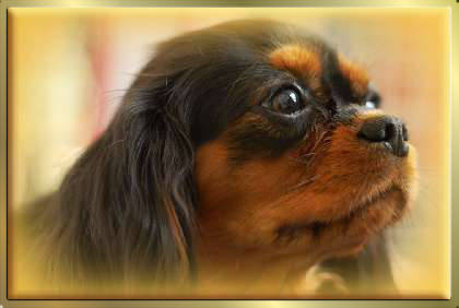 Black & Tan Cavalier King Charles Spaniel Hündin Early Dream's Xantra Justine Tochter von Sugarbaby