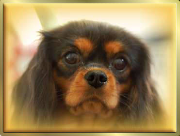 Black & Tan Cavalier King Charles Spaniel Hündin Early Dream's Xantra Justine Tochter von Sugarbaby