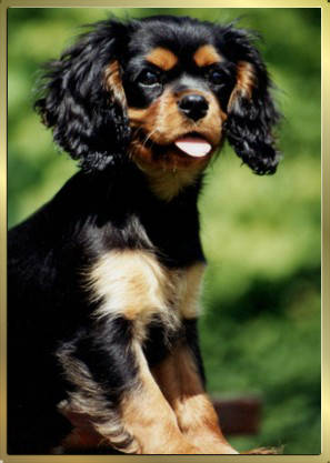 Cavalier-King-Charles-Spaniel Black & Tan Huendin Nala