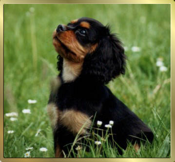 Cavalier-King-Charles-Spaniel Black & Tan Huendin Nala