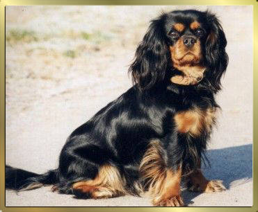 Cavalier-King-Charles-Spaniel Black & Tan Huendin Nala