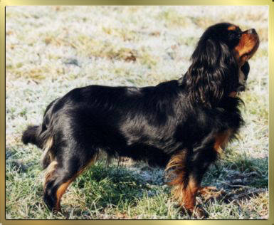 Cavalier-King-Charles-Spaniel Black & Tan Huendin Nala