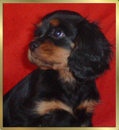 Black and Tan Cavalier King Charles Spaniel Early Dream's Xenia