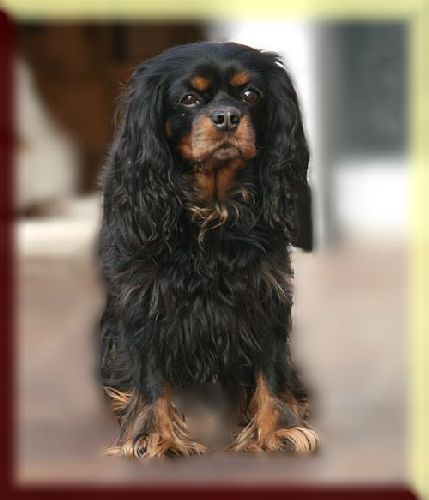 Cavalier King Charles Spaniel Hündin Sugarbaby sitzt