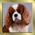 Blenheim Cavalier King Charles Spaniel Rüde Chantismere Chieftain