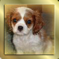 Blenheim Cavalier-King-Charles-Spaniel