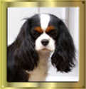 Tricolour Cavalier King Charles Spaniel Mädchen Early Dream´s Wonderful Eylar Rose