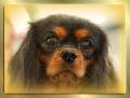 Cavalier King Charles Spaniel Black and Tan Huendin Early Dream's Xantra Justine Portrait