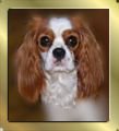 Blenheim Cavalier King Charles Spaniel Huendin Kissy