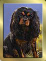 Black & Tan Cavalier King Charles Spaniel Mädchen (Lilly) Darling The Lovley Indy's