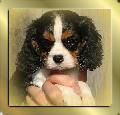 Tricolour Cavalier-King-Charles-Spaniel