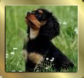 Black and Tan Cavalier-King-Charles-Spaniel Nala guckt in die Luft